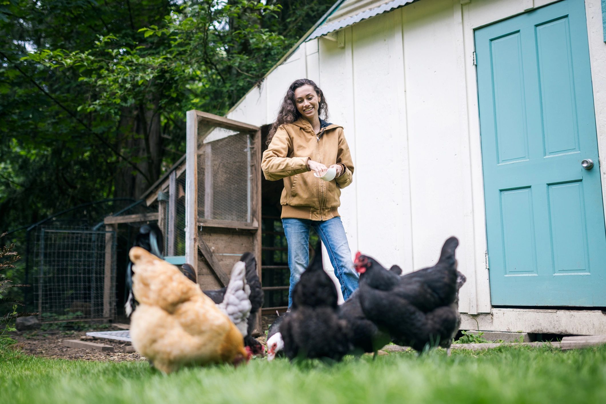 chicken farm healthy flock outdoors