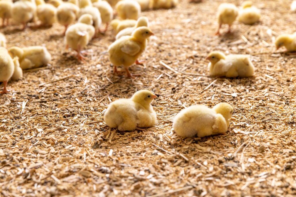 chicken farm healthy flock outdoors